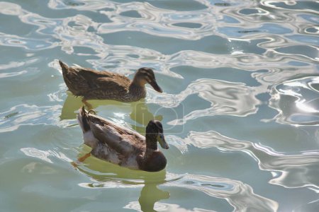 Foto de Dos patos Rouen nadando en el agua brillante transparente del lago en el verano - Imagen libre de derechos
