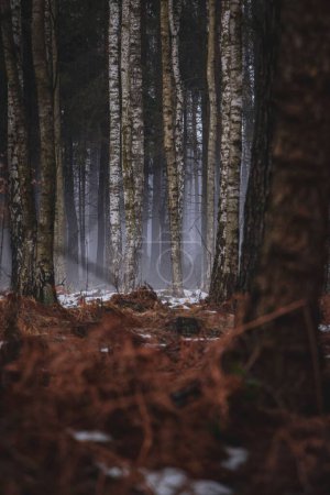 Foto de Un disparo vertical de un bosque de primavera vacío con nieve derretida - Imagen libre de derechos