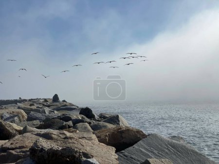 Téléchargez les photos : Un troupeau d'oiseaux volant le ciel bleu au-dessus du rivage rocheux de Dana Point en Californie - en image libre de droit