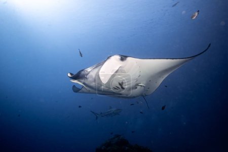 Photo for A Reef manta ray swimming in the deep blue water - Royalty Free Image