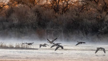 Photo for A scenic view of Geese flying over the Rio Grande in Albuquerque, New Mexico - Royalty Free Image