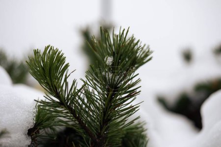 Téléchargez les photos : Gros plan d'aiguilles de pin de montagne nain vert pendant la saison hivernale à la lumière du jour avec un fond flou - en image libre de droit
