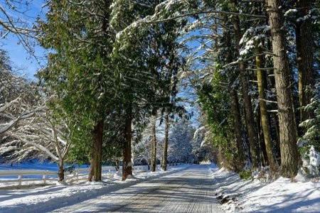 Foto de Un camino cubierto de nieve y rodeado de árboles verdes en un parque en un día soleado - Imagen libre de derechos