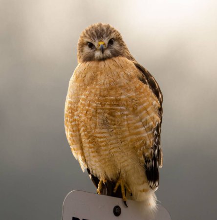 Téléchargez les photos : Plan vertical d'un faucon à épaulettes perché sur un poteau indicateur avec un fond flou - en image libre de droit
