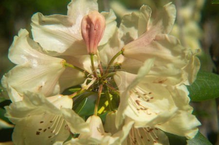 Téléchargez les photos : A Closeup of white Rhododendron President Roosevelt flowers with green leaves in the garden - en image libre de droit