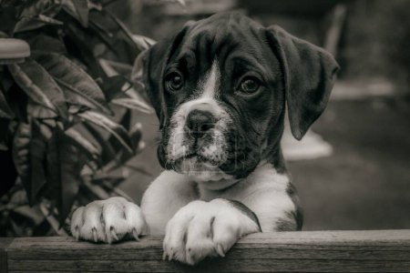 Photo for A closeup shot of a brown boxer dog staring straight into the camera - Royalty Free Image