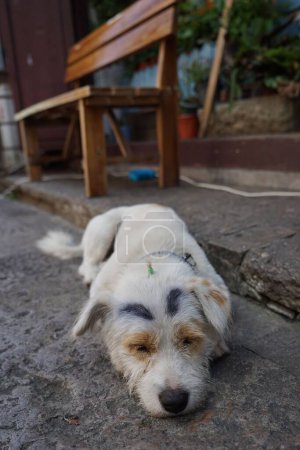 Téléchargez les photos : Un chien blanc dormant sur le sol - en image libre de droit