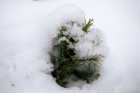 Téléchargez les photos : Gros plan d'aiguilles naines de pin de montagne recouvertes de neige en plein jour - en image libre de droit