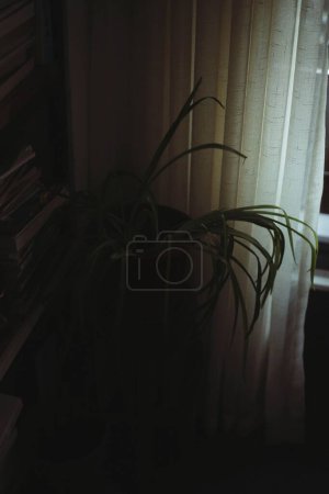 Téléchargez les photos : Plan vertical d'une plante domestique dans un pot à côté d'une étagère devant une fenêtre couverte de rideaux - en image libre de droit