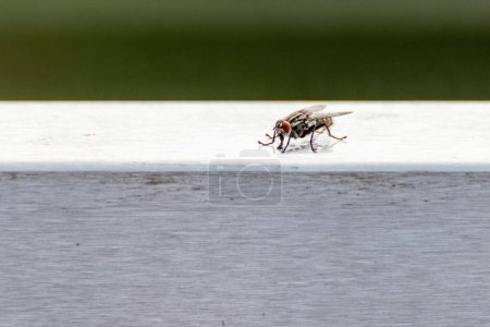 Téléchargez les photos : Une mouche domestique sur un fond de bois blanc. - en image libre de droit