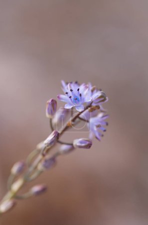 Photo for A closeup of an autumn squill flower - Royalty Free Image
