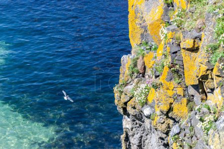 Photo for A seagull flying under a cliff in County Antrim, Northern Ireland - Royalty Free Image