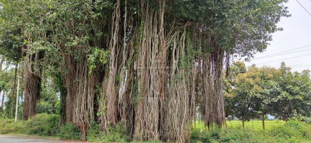 Foto de Paisaje verde escénico con árboles de banyan en el parque - Imagen libre de derechos
