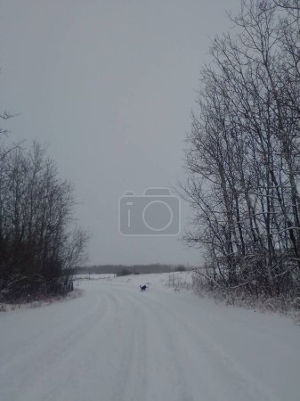 Téléchargez les photos : Plan vertical d'un chien à distance marchant sur une route enneigée entre des arbres blancs au lac Onion, Canada - en image libre de droit