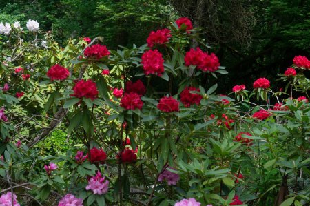 Téléchargez les photos : A Closeup of red Rhododendron President Roosevelt flowers with green leaves in the garden - en image libre de droit