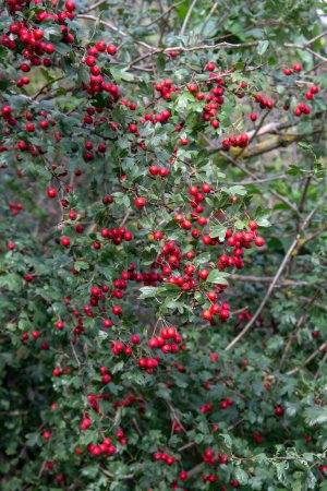 Photo for A closeup of growing Red Hawthorn (Crataegus) berries in autumn - Royalty Free Image
