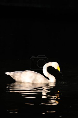 Foto de Un disparo vertical de un cisne en un lago aislado en la oscuridad - Imagen libre de derechos