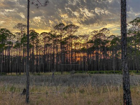 Photo for A breathtaking view of the sunset in one of the Seven Natural Wonders of Georgia, in Okefenokee Swamp - Royalty Free Image