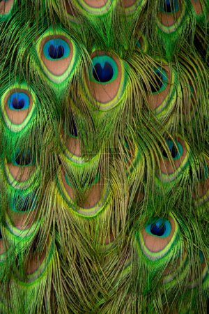 Foto de Un primer plano de las plumas de un pavo real macho - Imagen libre de derechos
