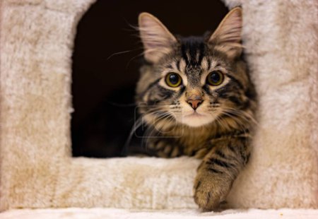 Téléchargez les photos : Un gros plan d'un adorable chat regardant hors d'une maison de chat - en image libre de droit