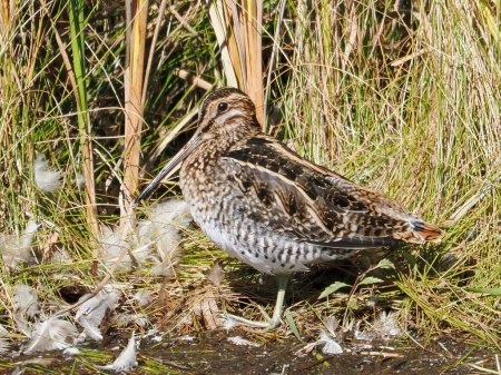 Photo for A closeup shot of a wilson's snipe on the wet ground with dense grass - Royalty Free Image
