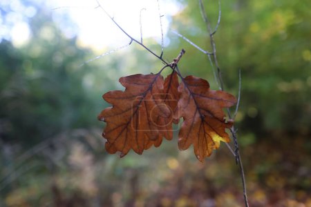 Foto de Las hojas de roble amarillo en la rama del árbol con el bosque en el fondo borroso - Imagen libre de derechos