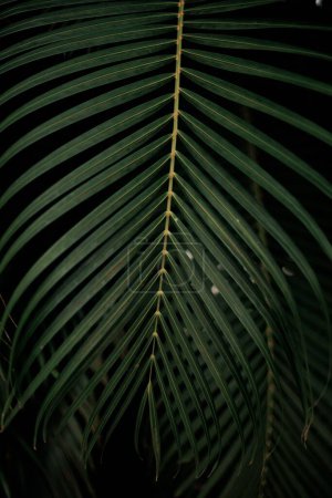 Photo for A vertical closeup of a leaf against black background, cool for texture - Royalty Free Image