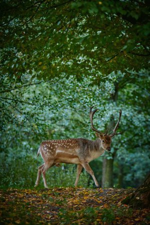 Téléchargez les photos : Un cerf tacheté debout dans la forêt - en image libre de droit