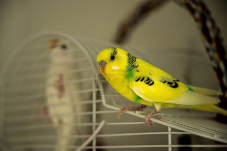 Téléchargez les photos : Une perruche jaune debout sur une cage à oiseaux avec une perruche blanche à l'intérieur de la cage dans le fond flou - en image libre de droit