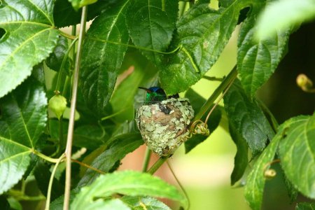 Téléchargez les photos : Un colibri à tête violette reposant dans son nid entouré de feuilles vertes dans un jardin - en image libre de droit
