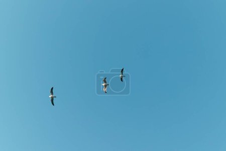 Foto de Un ángulo bajo de tres pájaros volando alto en el cielo con sus alas abiertas - Imagen libre de derechos
