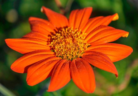 Téléchargez les photos : Un focus sélectif d'une fleur de zinnia orange - en image libre de droit