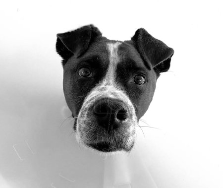 Téléchargez les photos : Portrait d'un chien en niveaux de gris - en image libre de droit