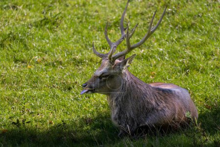 Foto de Un ciervo con cuernos grandes en un campo - Imagen libre de derechos