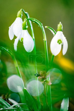 Foto de Un primer plano vertical de flores blancas y húmedas en flor - Imagen libre de derechos