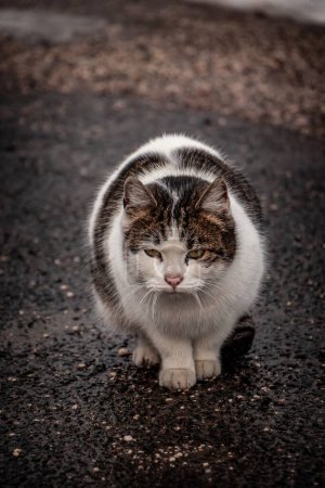 Téléchargez les photos : Un gros plan vertical du chat chypriote (Felis catus) pelucheux assis sur l'asphalte, regardant de côté sur un fond flou - en image libre de droit