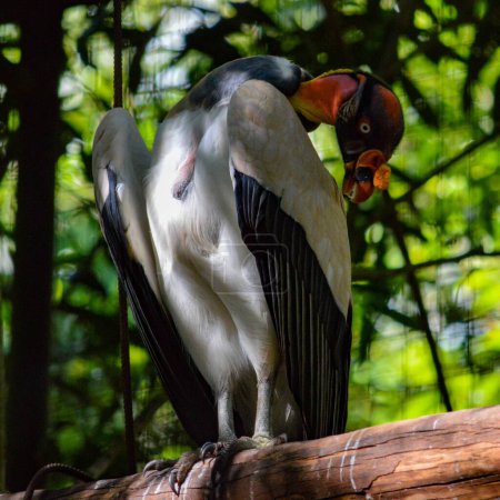 Téléchargez les photos : Un vautour royal perché sur un bois - en image libre de droit