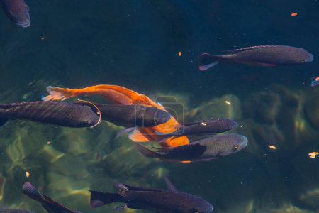 Foto de Un primer plano de peces japoneses negros y dorados bajo el agua - Imagen libre de derechos