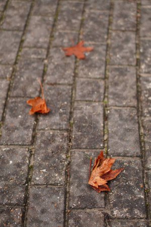 Photo for A vertical closeup shot of gray paving stones and dry orange leaves on the ground - Royalty Free Image