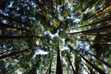 Téléchargez les photos : Un spectacle à faible angle de pins contre un ciel bleu par une journée ensoleillée - en image libre de droit