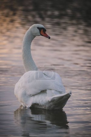 Photo for A swan enjoying in the water at sunset, vertical shot - Royalty Free Image