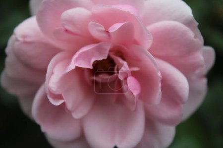 Téléchargez les photos : Un gros plan d'une rose rose sur fond flou - en image libre de droit