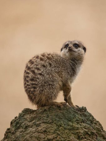 Téléchargez les photos : Plan vertical d'un suricat au sommet d'un monticule regardant vers le haut et latéralement. - en image libre de droit