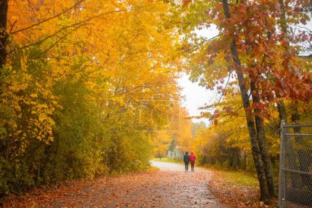 Téléchargez les photos : Une vue panoramique de deux personnes marchant dans une forêt remplie de feuilles d'orange à l'automne - en image libre de droit