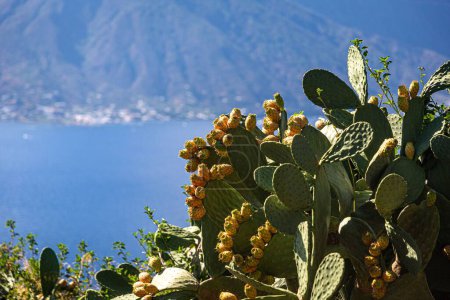Foto de Un primer plano de las espinosas peras sicilianas con el acantilado costero en Lipari, Italia - Imagen libre de derechos