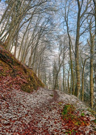 Photo for A vertical shot of a snowy trail in the woods. - Royalty Free Image