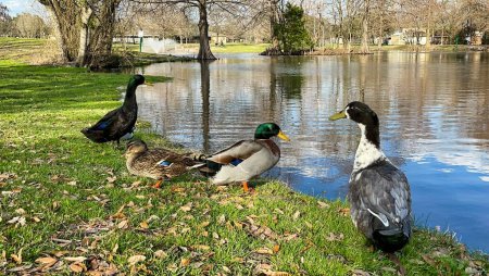 Photo for A closeup of four ducks on the green shore of a pond - Royalty Free Image