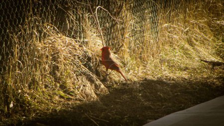 Téléchargez les photos : Gros plan d'un cardinal du nord (Cardinalis cardinalis) sur le sol près d'une clôture métallique - en image libre de droit