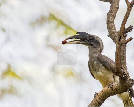 Foto de Un foco poco profundo de un Hornbill gris con comida en la boca posada en una rama de árbol - Imagen libre de derechos