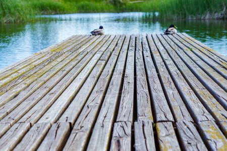 Foto de Par de patos desenfocados en un pontón de madera en un lago - Imagen libre de derechos